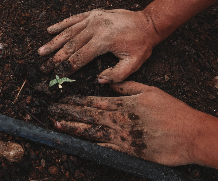 Hemp Sustainability