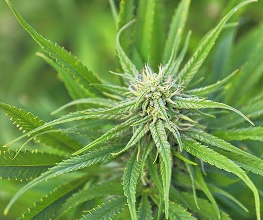 close up photo of a hemp flower, showing the white hairs called trichomes