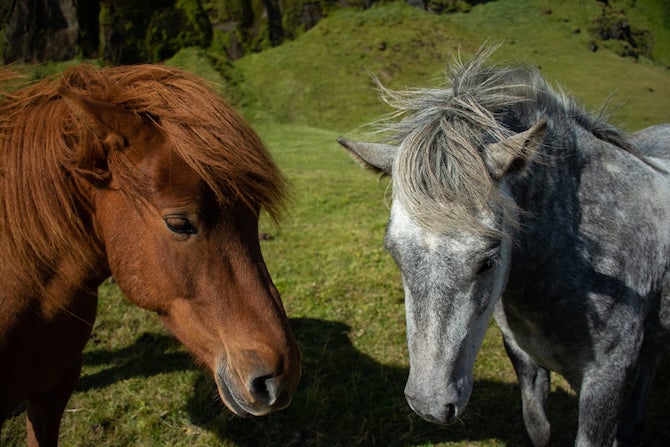 Animals