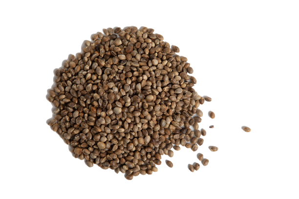 a pile of whole hemp seeds which have been roasted